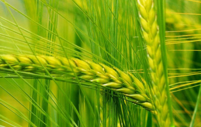 Weizenkeimöl (Triticum ssp) Weizenkeimöl (Triticum ssp)